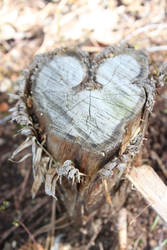 heart shape stump