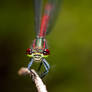 Damselfly