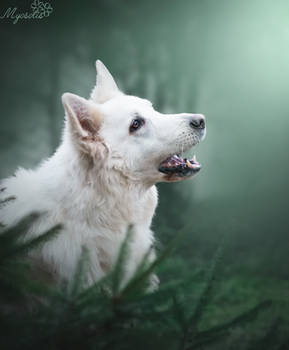 White shepherd