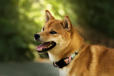 Shiba inu portrait