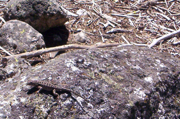 Lizard On A Rock by magicbullet606 on DeviantArt