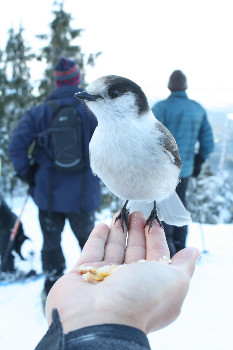 gray jay eating  on  my  hand
