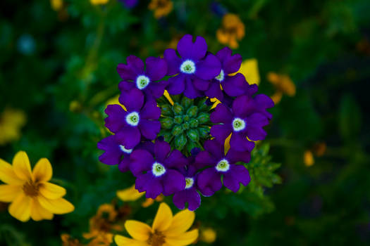 circle of flowers