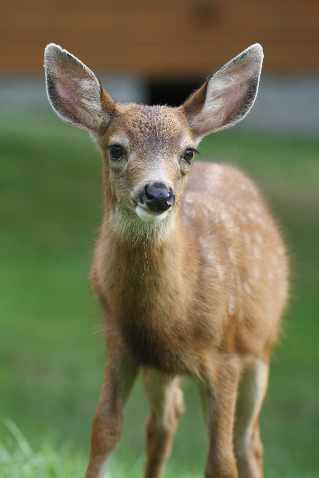 baby deer