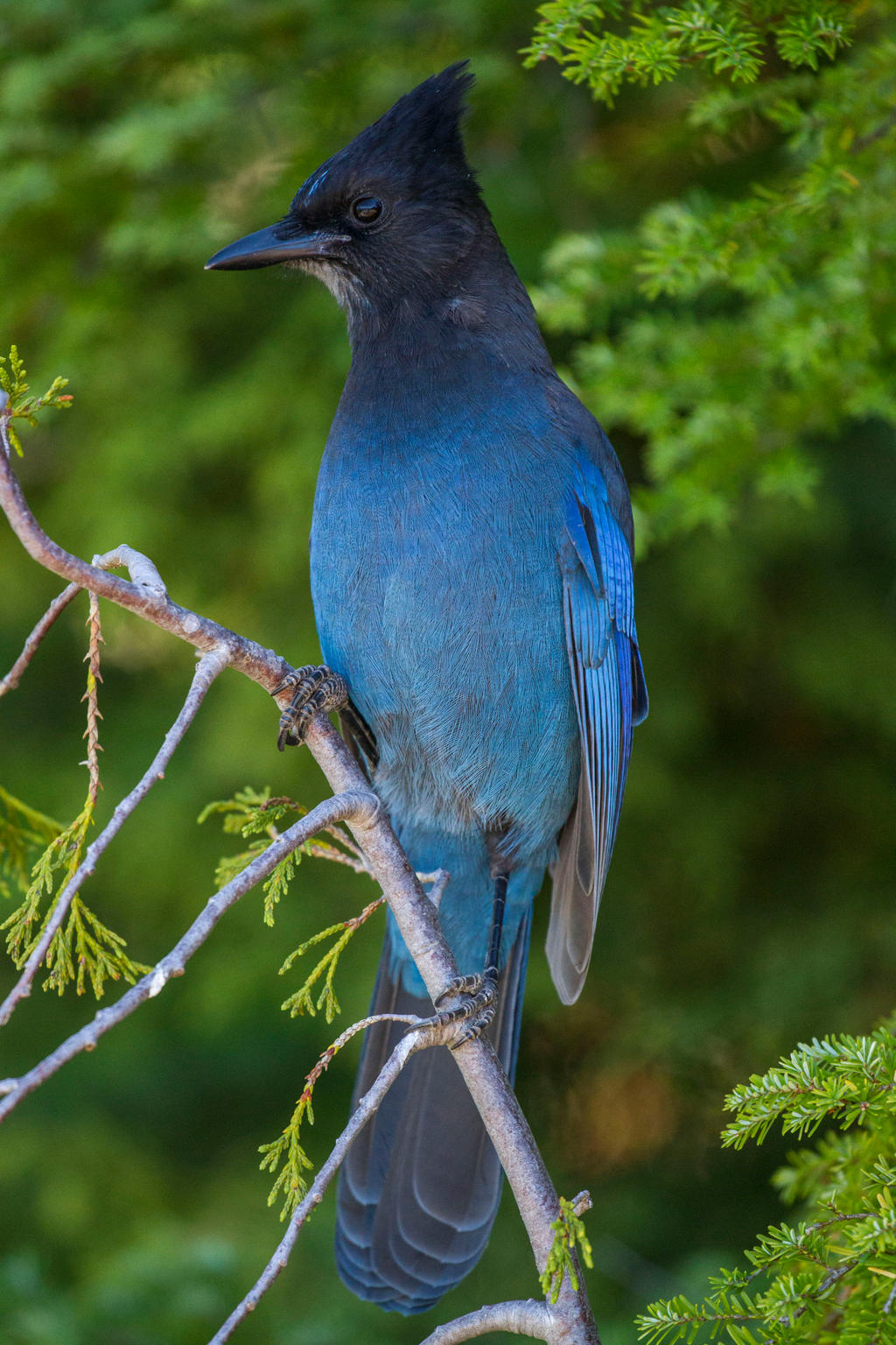 Steller jay