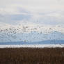 snow geese flock