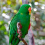 eclectus parrot I