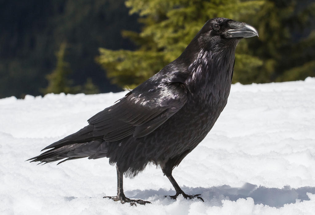 riven by davidtorresphotos on DeviantArt