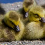 Baby geese I