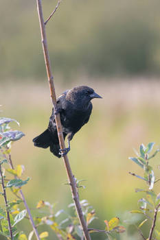 red winged blackbird