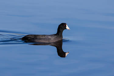 american coot