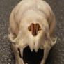 Vampire Bat Skull II