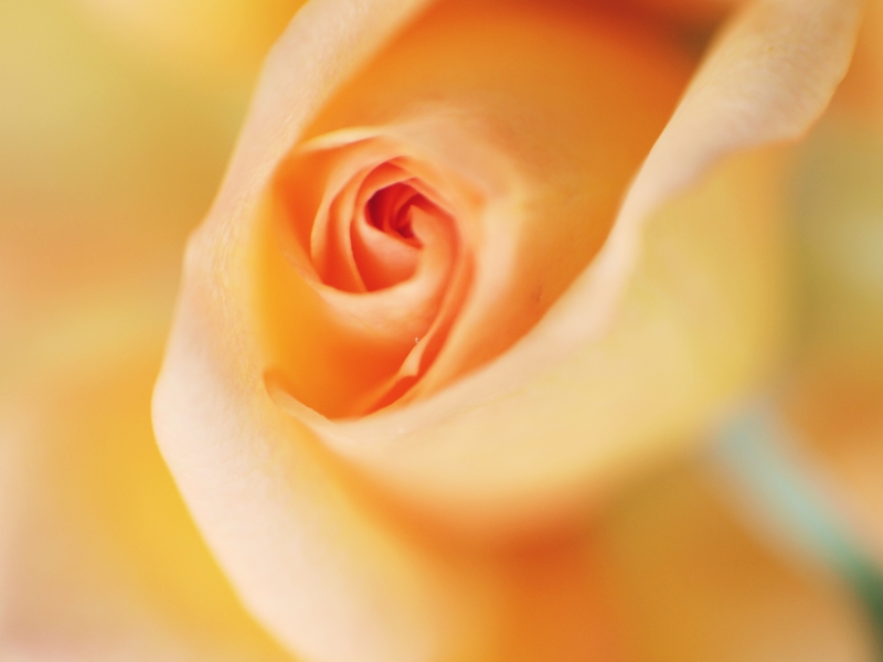 orange_rose