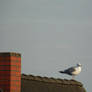 Seagull on the roof