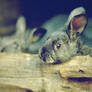 cute rabbit