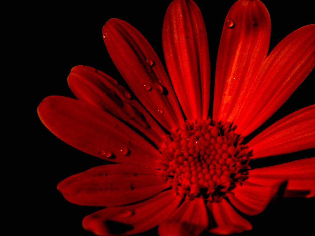 Red Daisy--Lr