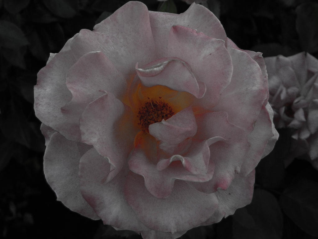 Ember Rise Flower Ember Rose--Lr by SagwaX89 on DeviantArt