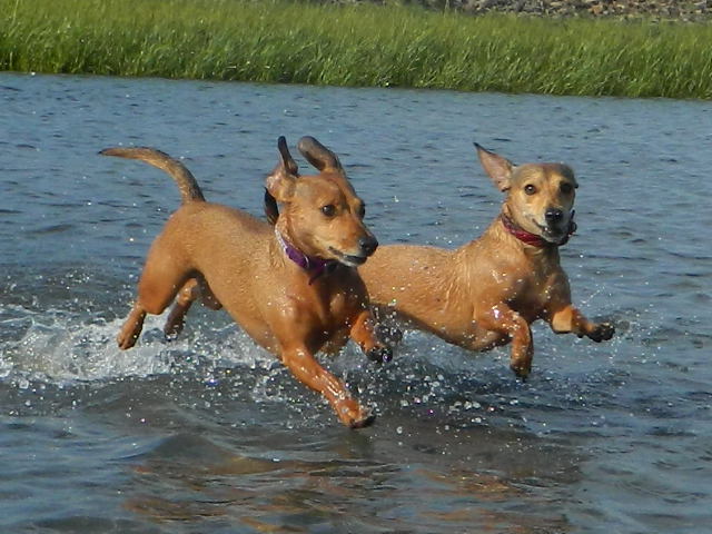 Sisters That Run Together