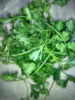 Coriander Leaf