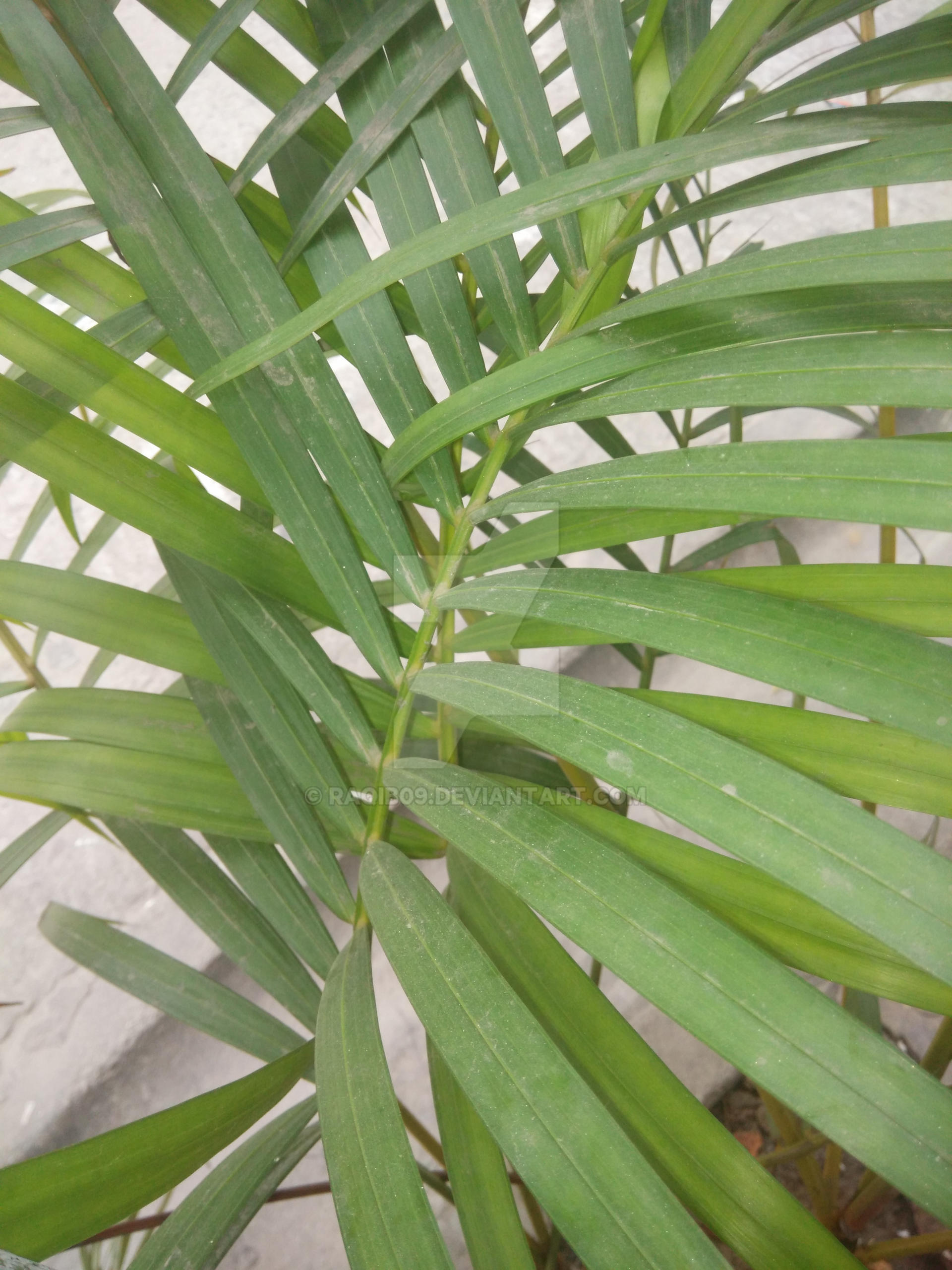 Chamaedorea (Bergpalm) | Tuincentrum Peer Chamaedorea (Bergpalm) | Tuincentrum Peer