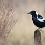 Magpie Bird