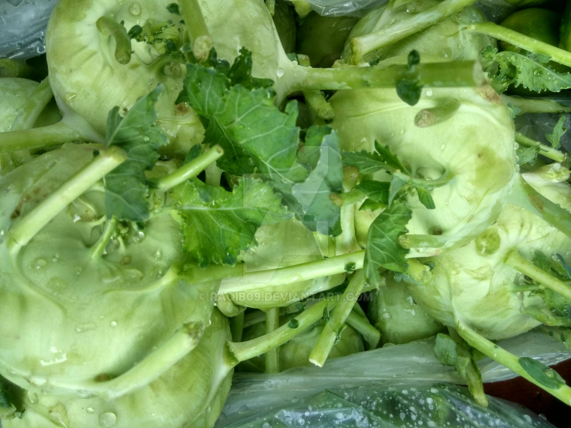 Kohlrabi by Raqib09 on DeviantArt Kohlrabi by Raqib09 on DeviantArt