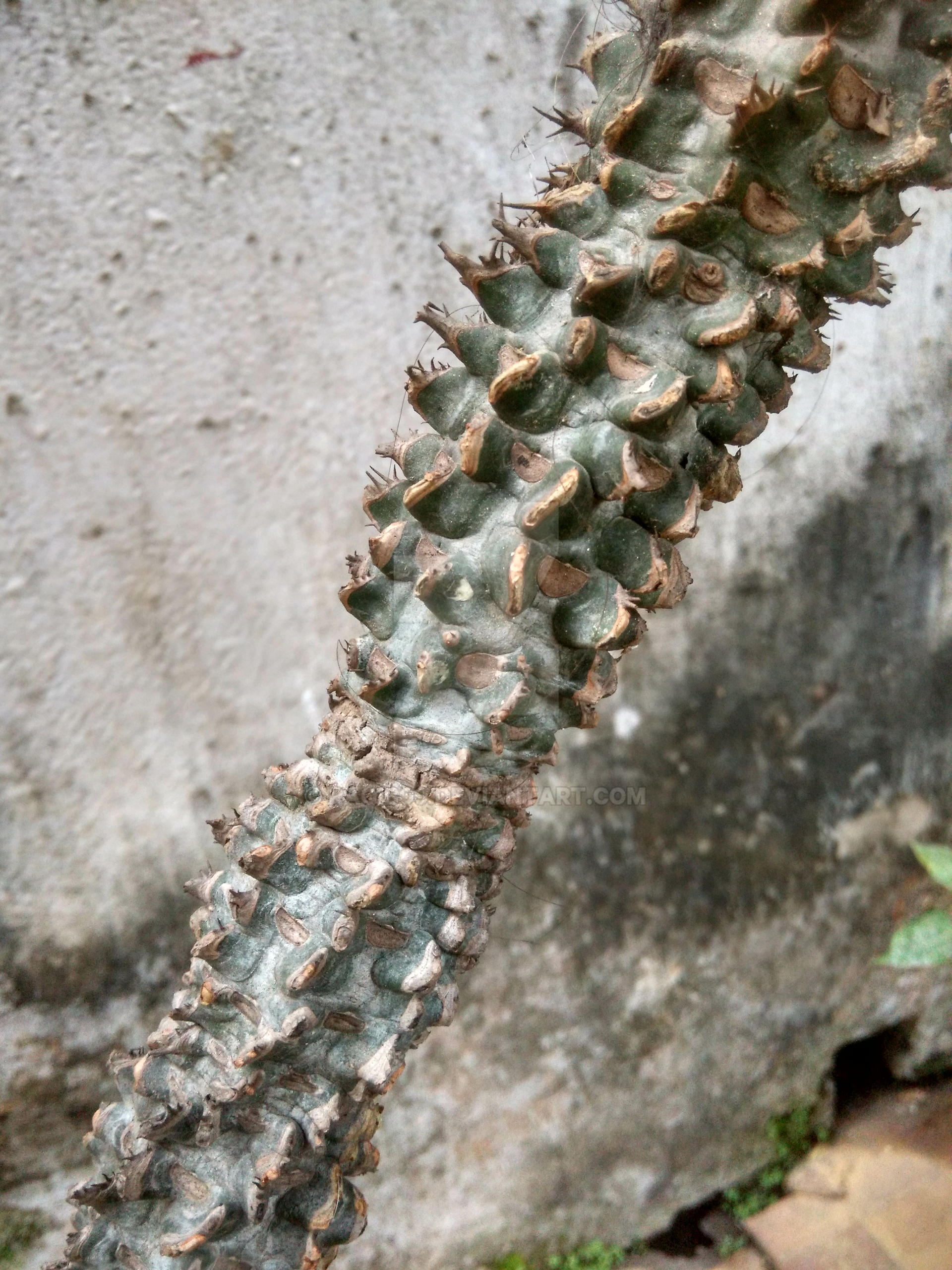 Euphorbia Abdelkuri 999F | Plantes Rares - Foto 1