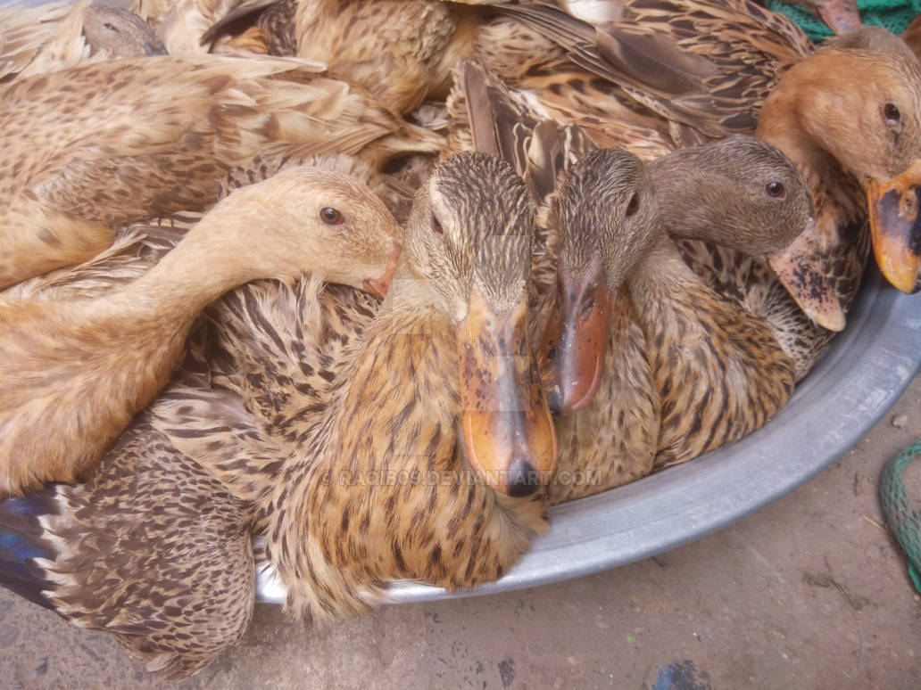 Duck Rasim Duck by Raqib09 on DeviantArt