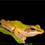 Copper-cheeked Frog - I