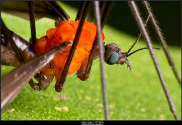 Cranefly by alokethebloke