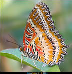 Red Lacewing - I by alokethebloke