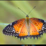 Red Lacewing - II