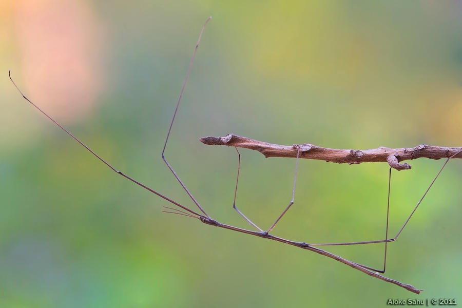 Stick Insect - I by alokethebloke