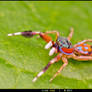 Colourful Jumper - Siler sp. - I