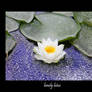 lonely lotus