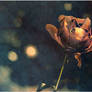 ...clings to every ray of life