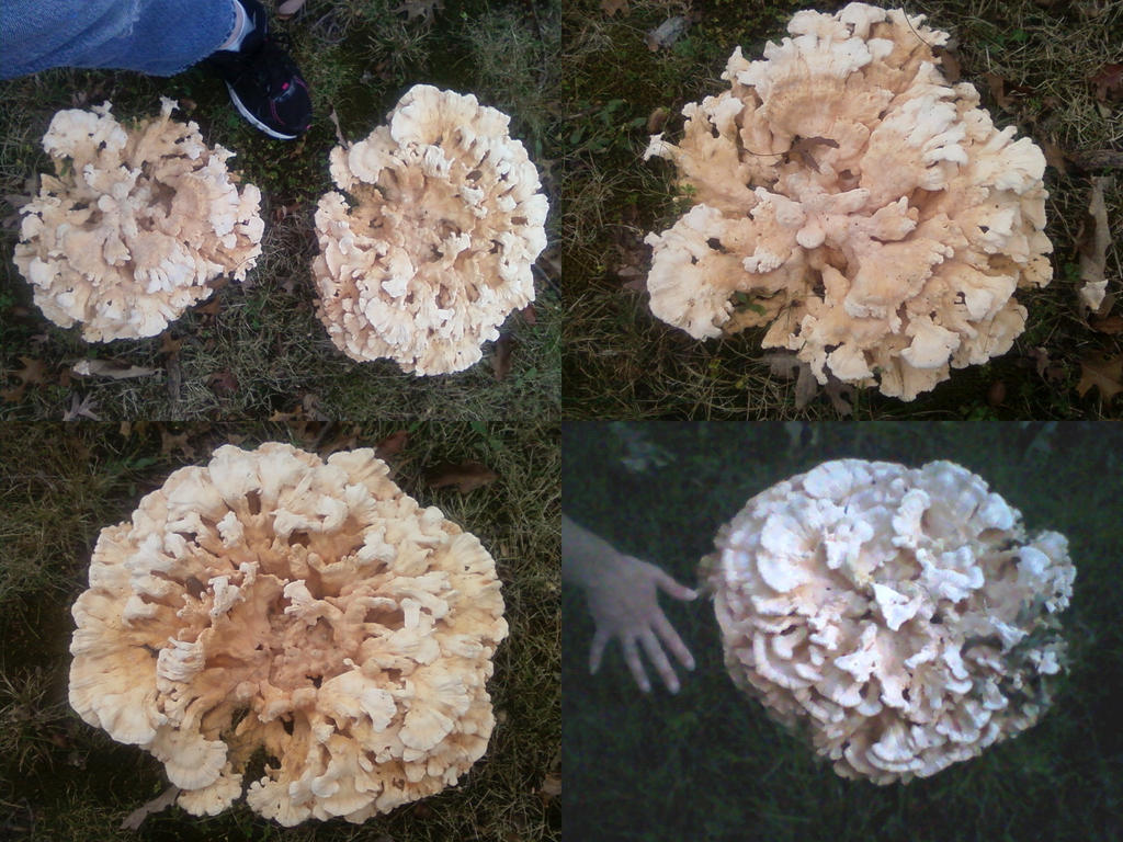Ginormous Mushrooms