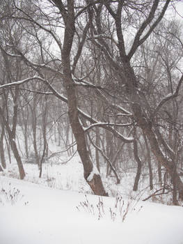 Into the Forest- Winter