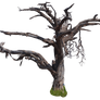 Dry Tree png