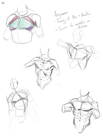 Chest Anatomy by Radio-Runner on DeviantArt
