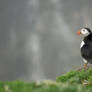 Puffin profile