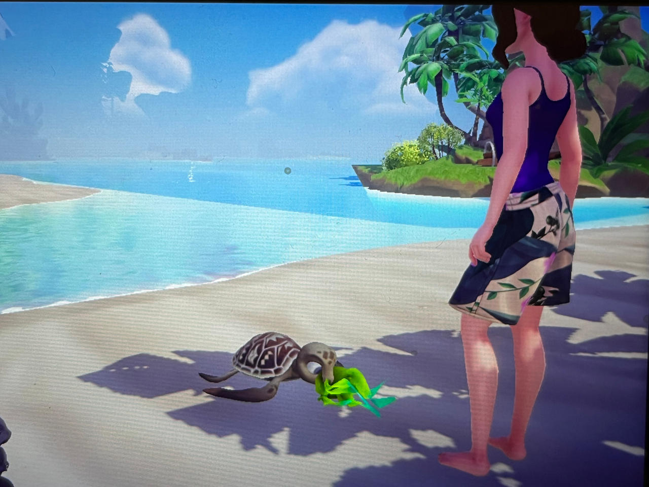 Addicted Turtle Feeding A Classic Sea Turtle by adamhatson on DeviantArt