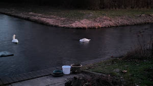 Swan(s) lake