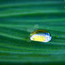 Drop of dew