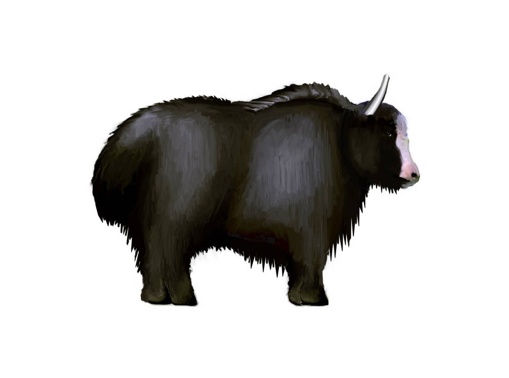 Bos mutus (Yak) by KARPATSKYDRAK on DeviantArt