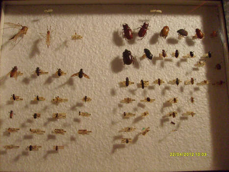 Beetle collection case