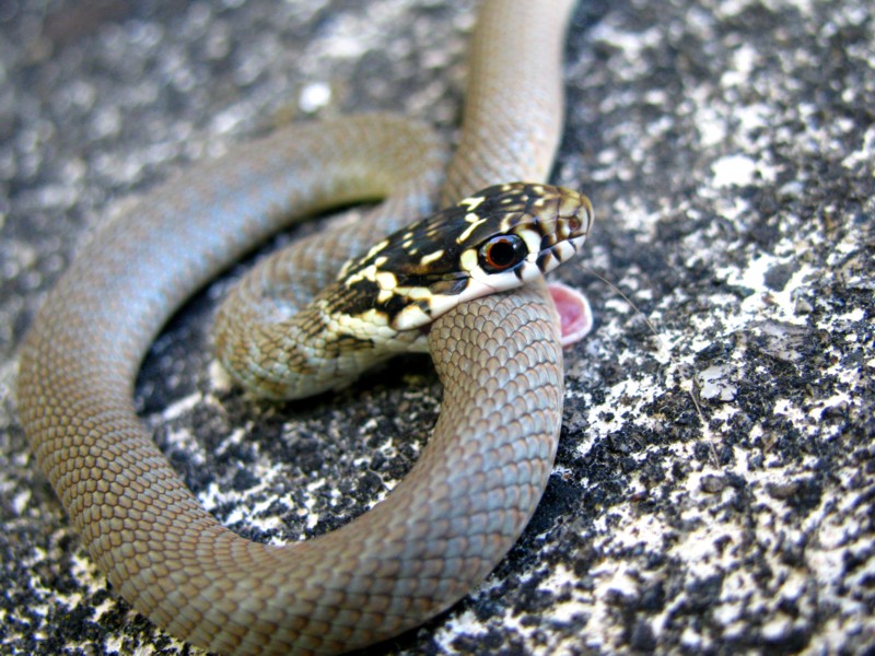 french grass-snake