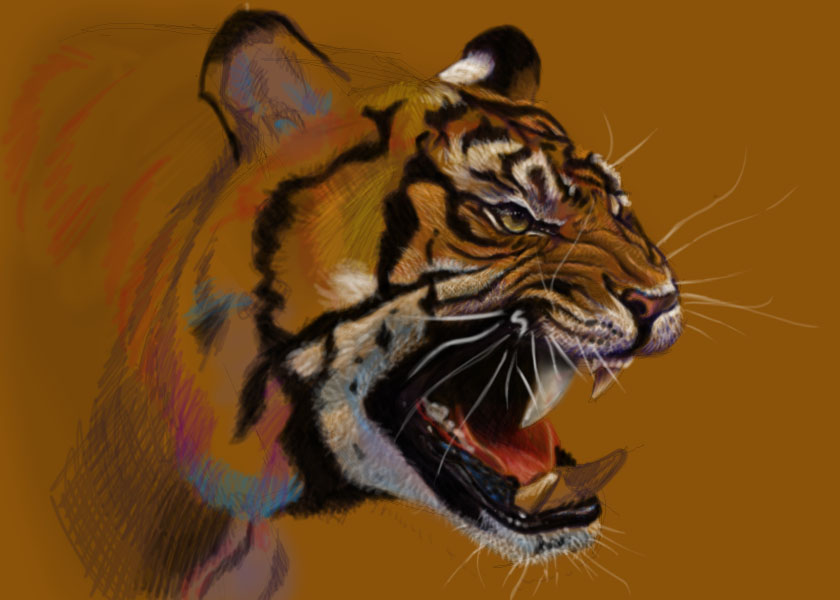 Tiger