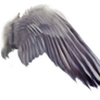 FREE PNG Purplewings