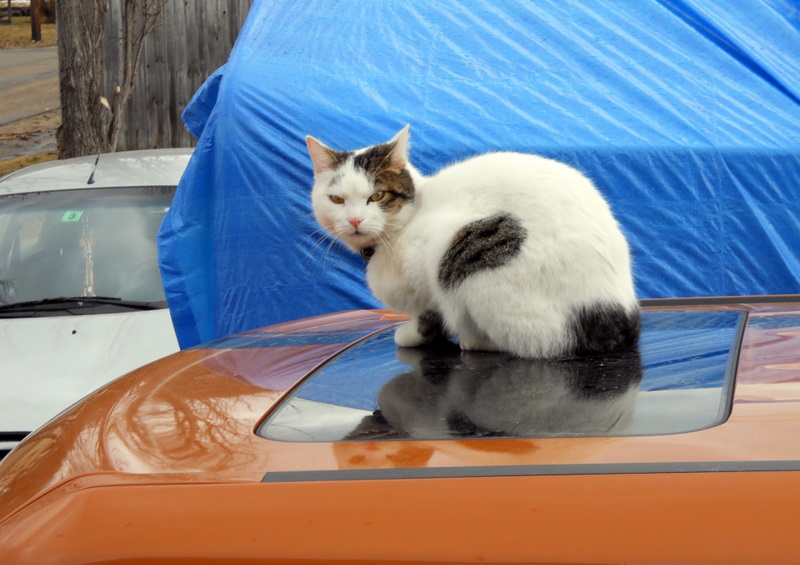 Not how your suposed to use the SunRoof